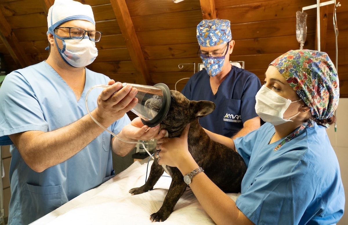 Douxamed A168-V Animal Anesthesia Machine 