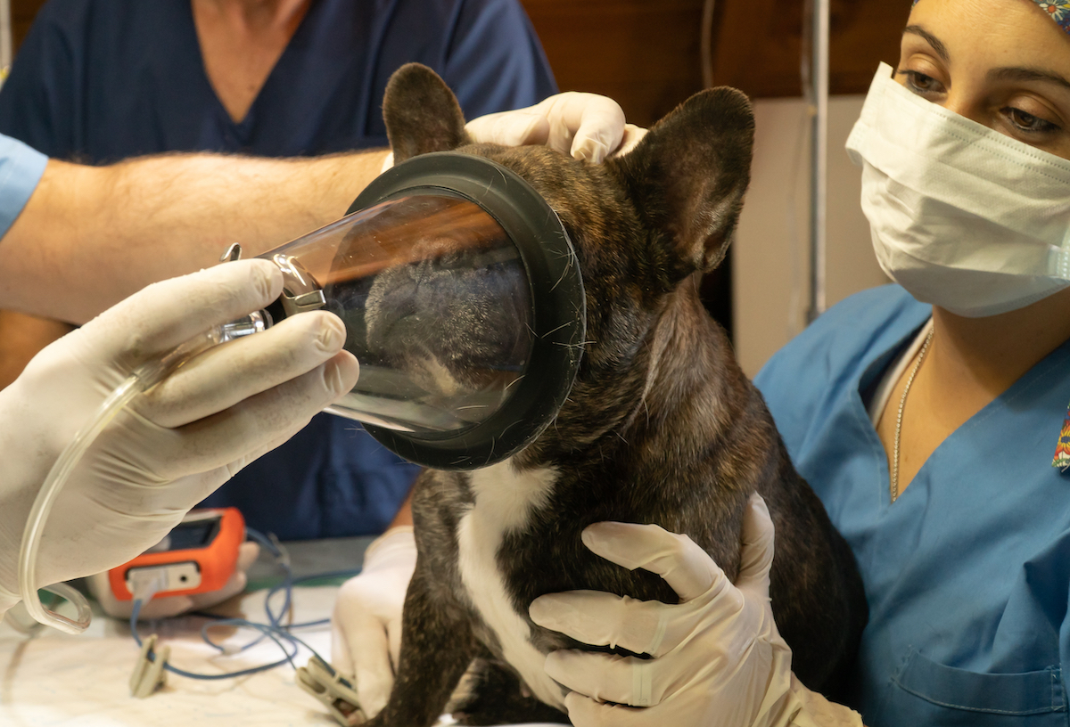 Hallowell Ventilator