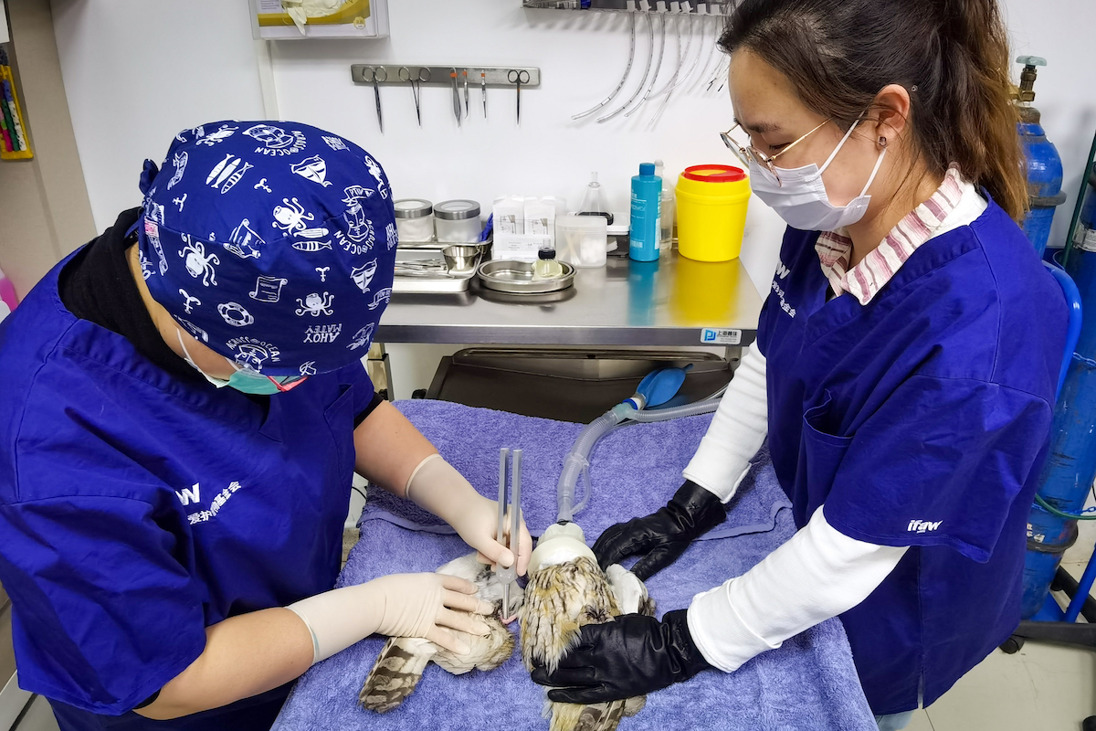 AVIAN Endotracheal Tube