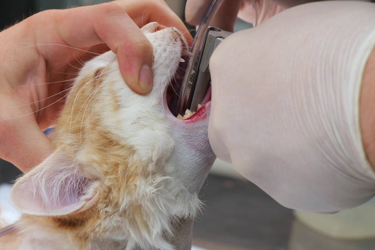 CHIRON Animal Anesthesia Machine