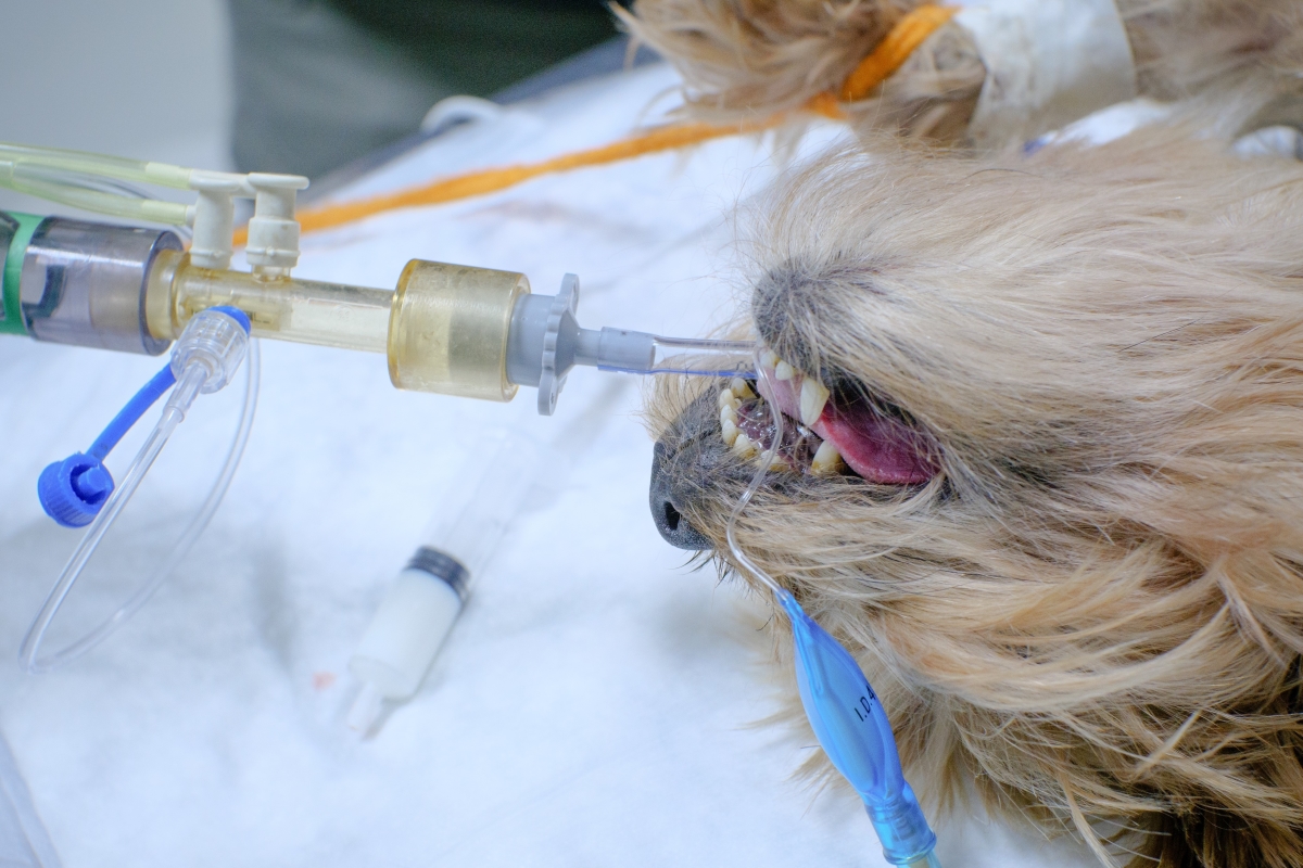 CHIRON Animal Anesthesia Machine