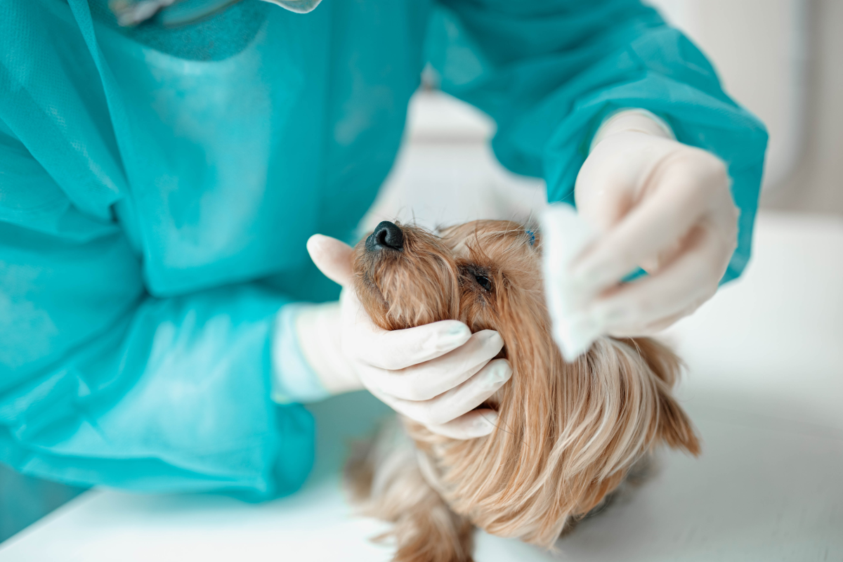  Douxamed A168-V Animal Anesthesia Machine 